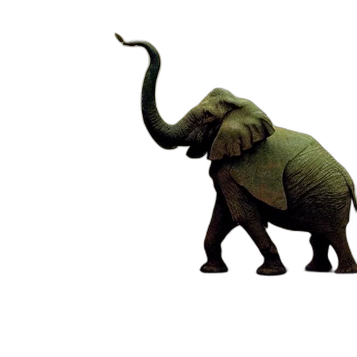 animal, creature, weapon, umbrella transparent PNG cut-out