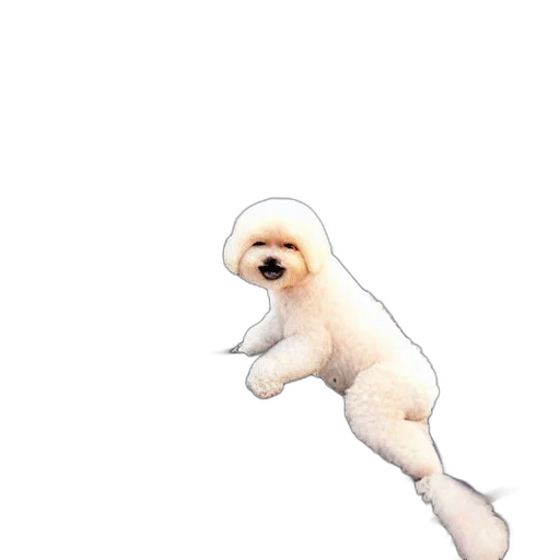 creature, animal, hair, staff transparent PNG cut-out