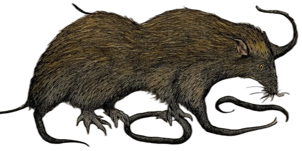 animal, hair, creature, mask transparent PNG cut-out