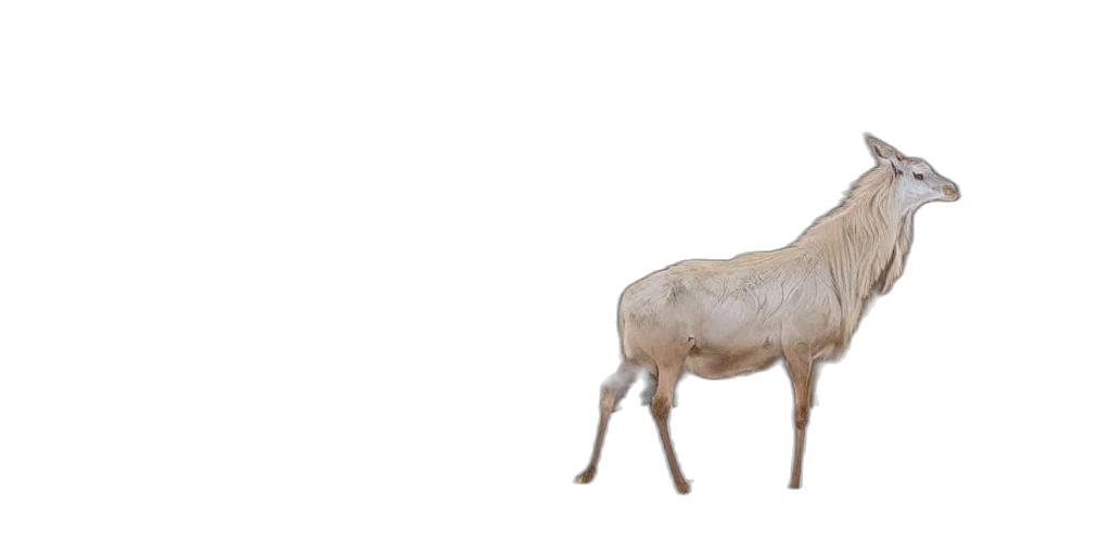 animal, creature, hair, furniture transparent PNG cut-out