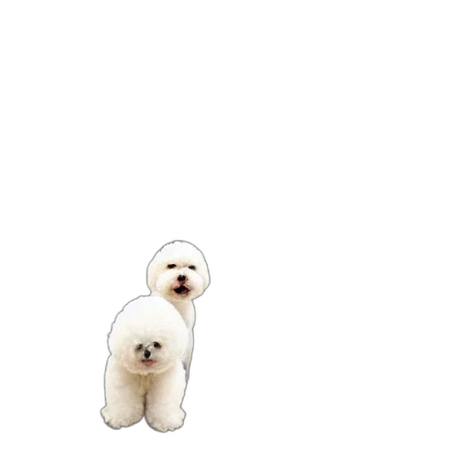 animal, creature, hair, face transparent PNG cut-out