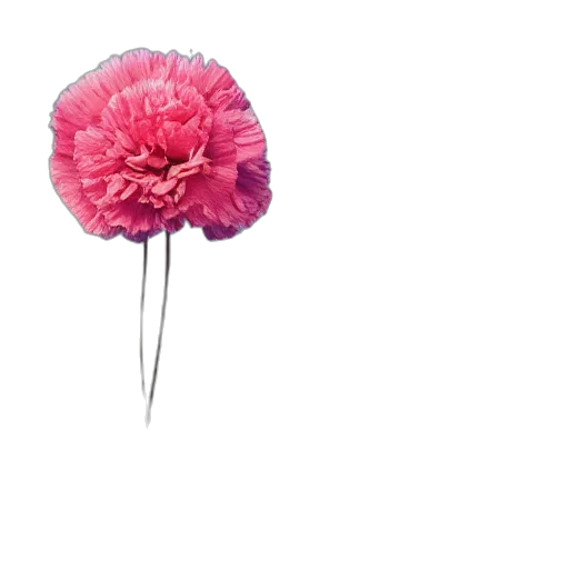 flower, umbrella, jewelry, crown transparent PNG cut-out