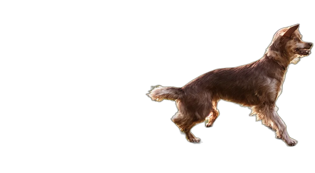 animal, creature, hair, staff transparent PNG cut-out