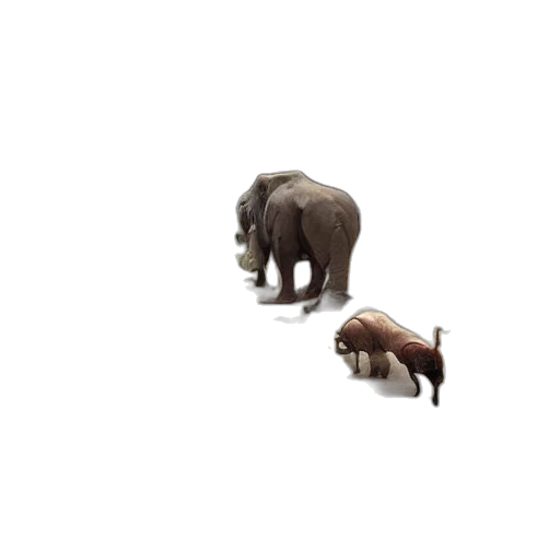 animal, creature, furniture, shoes transparent PNG cut-out