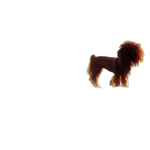 animal, hair, creature, staff transparent PNG cut-out
