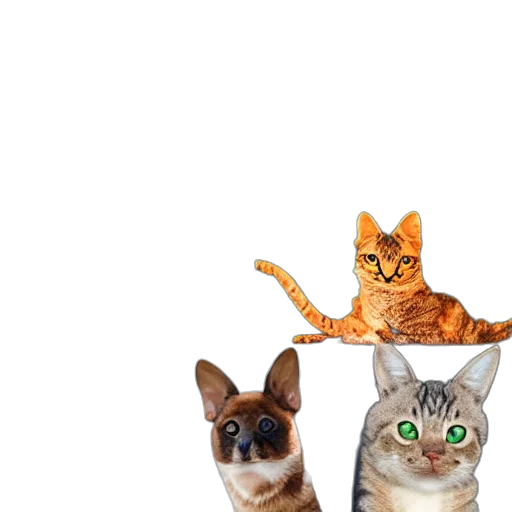 animal, staff, crown, hat transparent PNG cut-out