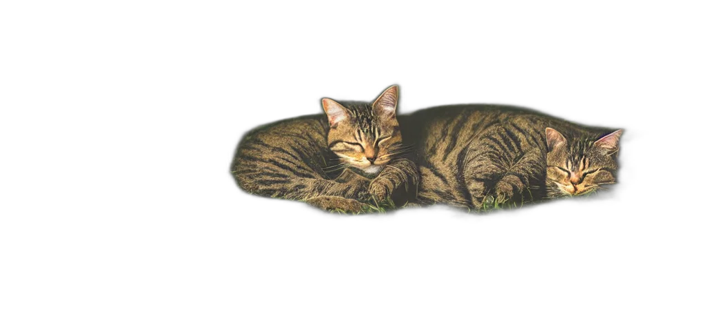 animal, furniture, photorealistic, oil painting transparent PNG cut-out