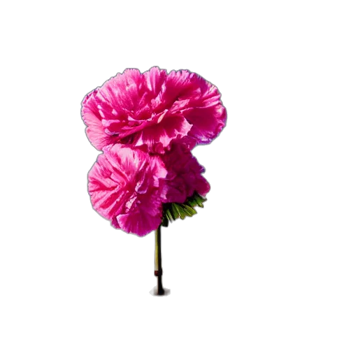 flower, umbrella, crown, hat, 3d render, photorealistic, pixel art, vaporwave transparent PNG cut-out