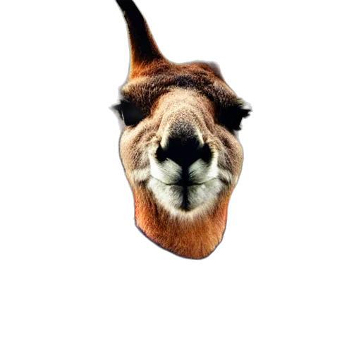 animal, face, creature, hat transparent PNG cut-out