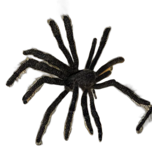 animal, hair, creature, crown transparent PNG cut-out