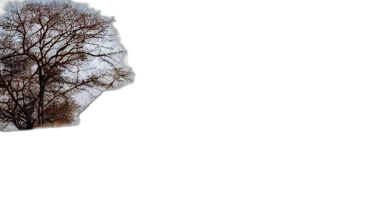 tree, jacket, hat, hair transparent PNG cut-out