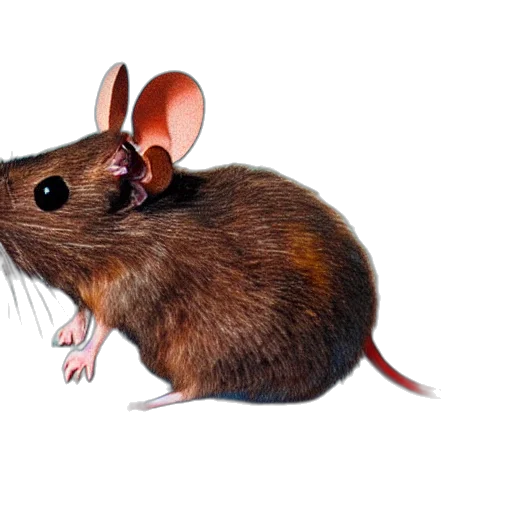 animal, creature, food, weapon transparent PNG cut-out