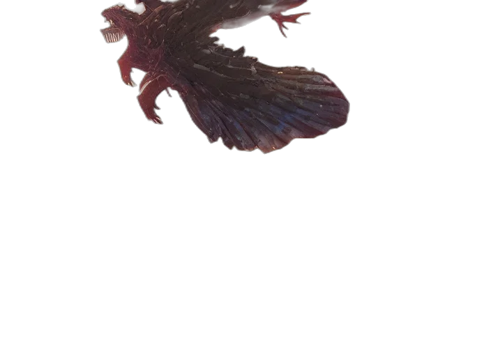 dragon, creature, animal, hair transparent PNG cut-out