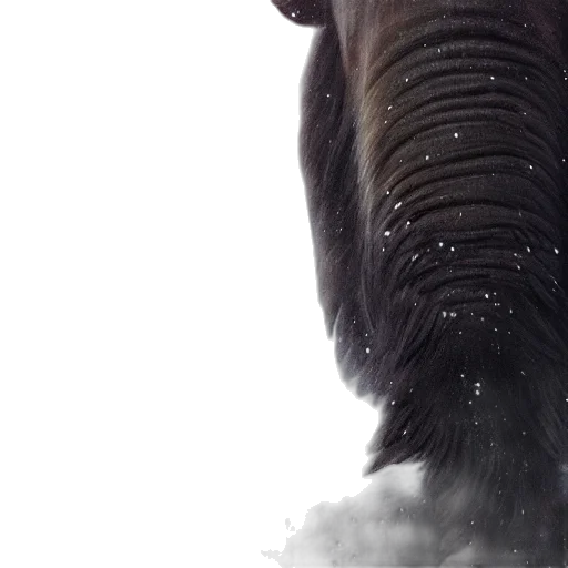 animal, creature, face, hair transparent PNG cut-out