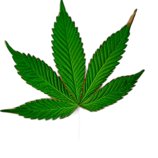 tree, crown, flower, weapon, photorealistic, green, marijuana, leaf transparent PNG cut-out