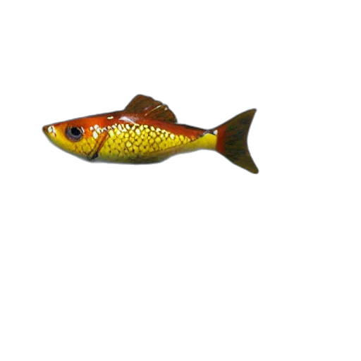 animal, staff, food, creature transparent PNG cut-out