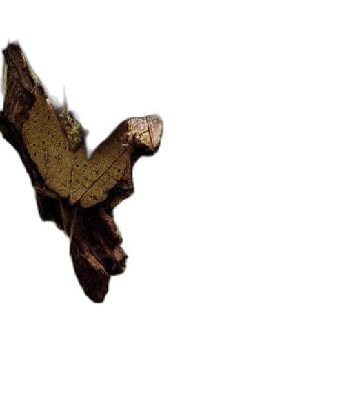 dragon, animal, creature, mask transparent PNG cut-out