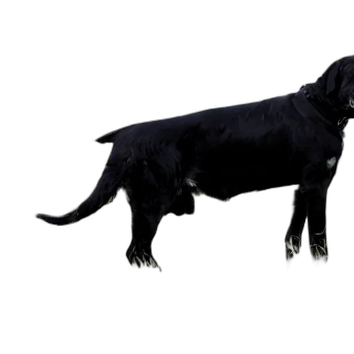 animal, staff, creature, dragon, photorealistic, 3d render, concept art, cane transparent PNG cut-out