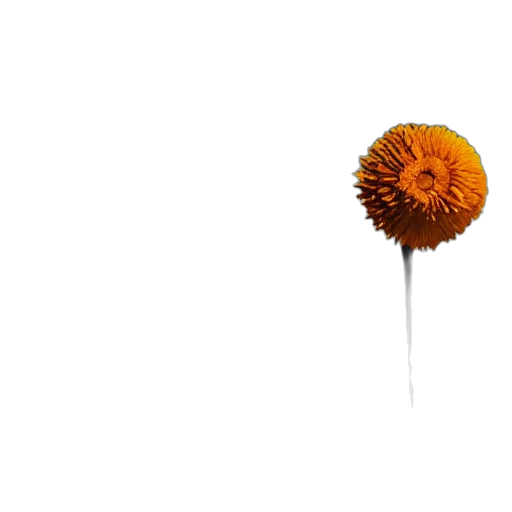 flower, umbrella, hair, staff, 3d render, photorealistic, concept art, outer space transparent PNG cut-out