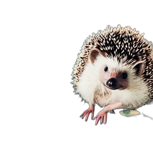 animal, creature, staff, food transparent PNG cut-out