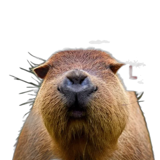 animal, creature, staff, face transparent PNG cut-out