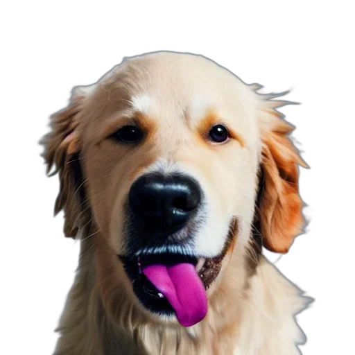 animal, face, creature, hat transparent PNG cut-out