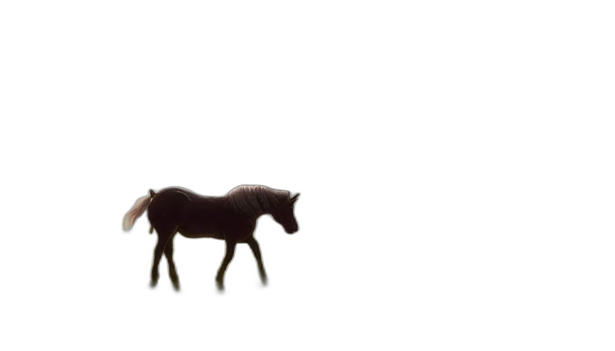 animal, creature, hair, furniture transparent PNG cut-out