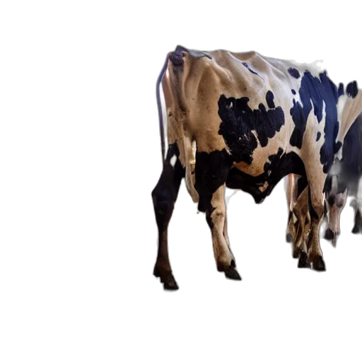 animal, food, creature, 3d render, photorealistic, concept art, pixel art, dirty transparent PNG cut-out