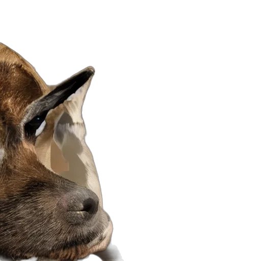 animal, face, mask, creature transparent PNG cut-out