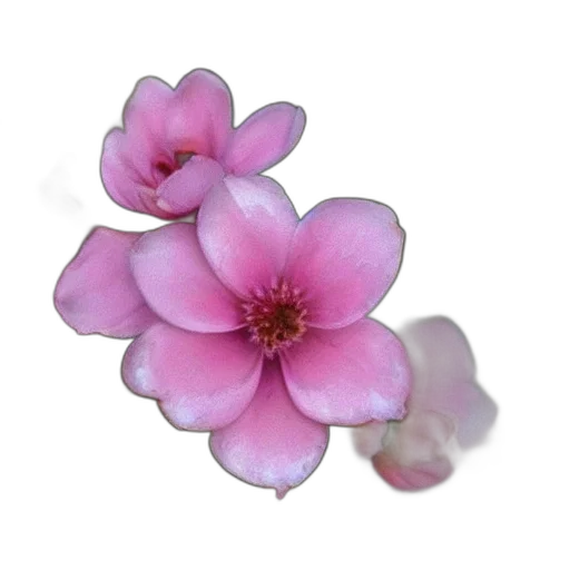 flower, jewelry, crown, staff transparent PNG cut-out