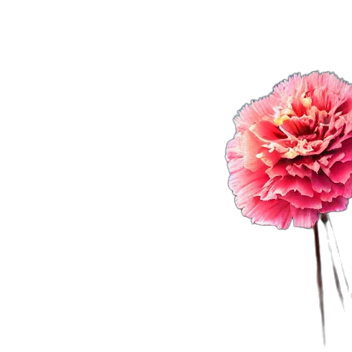 flower, umbrella, crown, staff transparent PNG cut-out