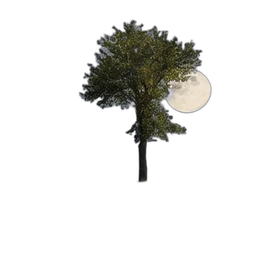 tree, hat, crown, umbrella transparent PNG cut-out