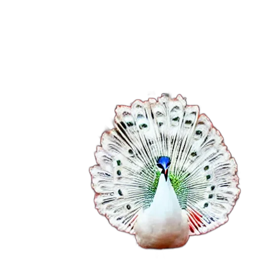 jewelry, umbrella, crown, flower transparent PNG cut-out