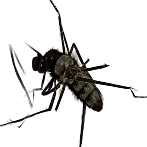 animal, creature, weapon, staff, concept art, 3d render, photorealistic, pixel art transparent PNG cut-out