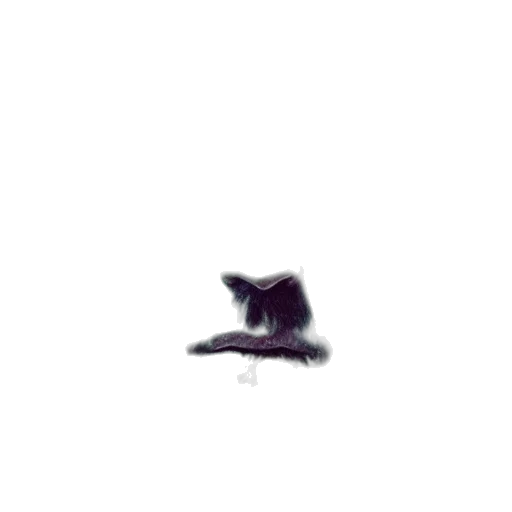 hat, animal, creature, shoes transparent PNG cut-out