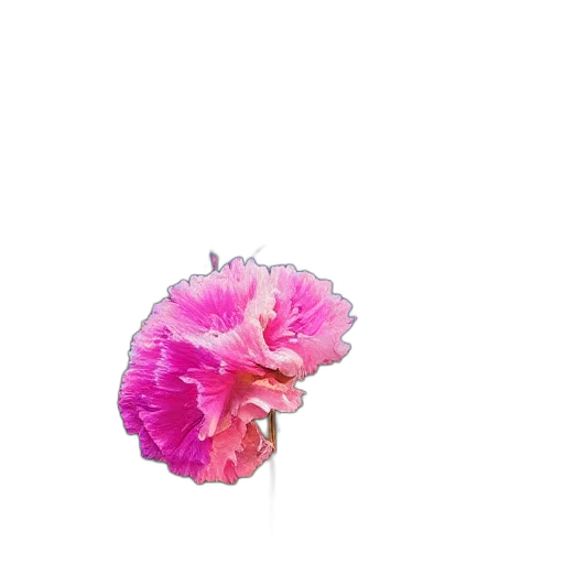 flower, crown, umbrella, hair transparent PNG cut-out
