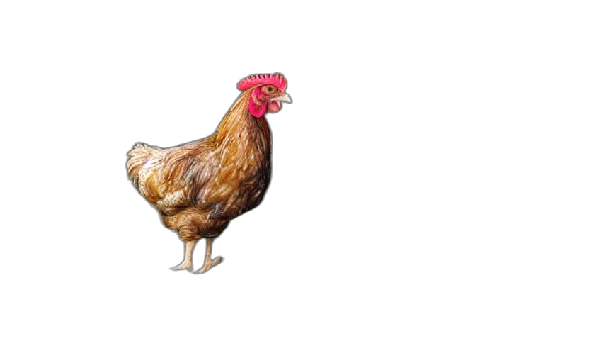 animal, dress, food, creature transparent PNG cut-out