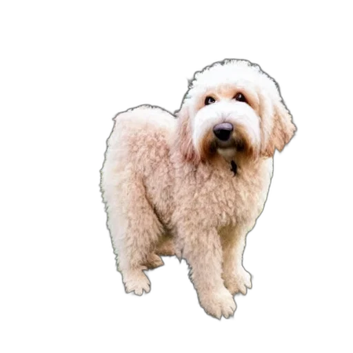 animal, staff, creature, hair transparent PNG cut-out