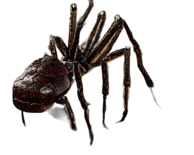 animal, creature, weapon, mask, 3d render, concept art, photorealistic, food transparent PNG cut-out