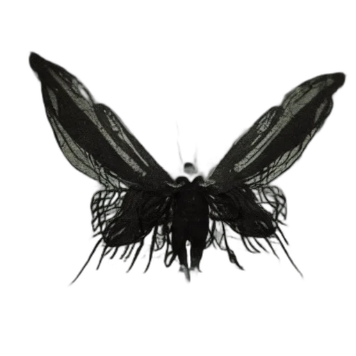 crown, hair, animal, creature transparent PNG cut-out