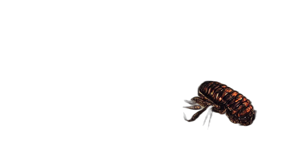 animal, creature, hair, jacket transparent PNG cut-out