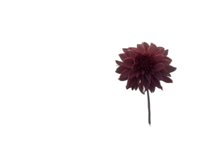 flower, crown, umbrella, staff, 3d render, photorealistic, concept art, pixel art transparent PNG cut-out