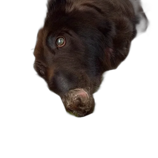 animal, face, creature, hair, photorealistic, 3d render, oil painting, concept art transparent PNG cut-out