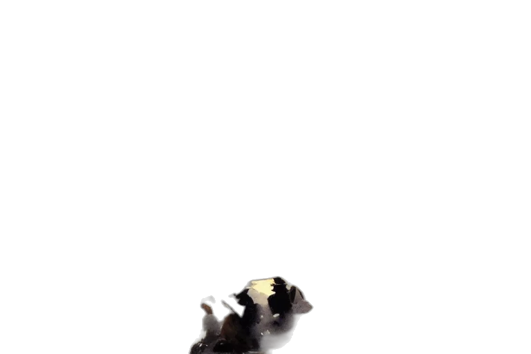 animal, crown, shoes, hair transparent PNG cut-out