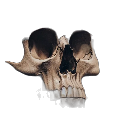 mask, face, crown, animal transparent PNG cut-out