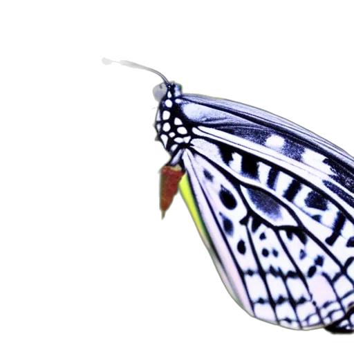 animal, jewelry, creature, crown, photorealistic, 3d render, concept art, pixel art transparent PNG cut-out