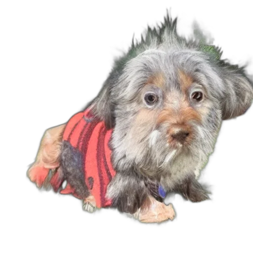 animal, creature, staff, jacket transparent PNG cut-out