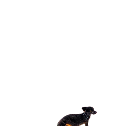 shoes, staff, animal, furniture, 3d render, photorealistic, concept art, pixel art transparent PNG cut-out