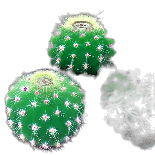 crown, flower, creature, hat transparent PNG cut-out