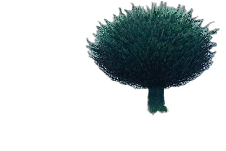 tree, hair, hat, crown, 3d render, concept art, photorealistic, fantasy art transparent PNG cut-out